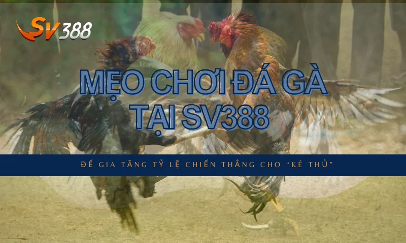 Mẹo chơi SV388 để gia tăng tỷ lệ chiến thắng cho “kê thủ”