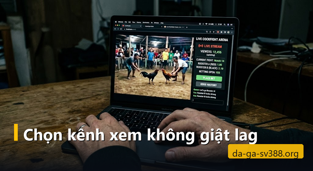 Màn hình laptop hiển thị livestream trường gà với số người xem và bảng tỷ lệ kèo bên cạnh